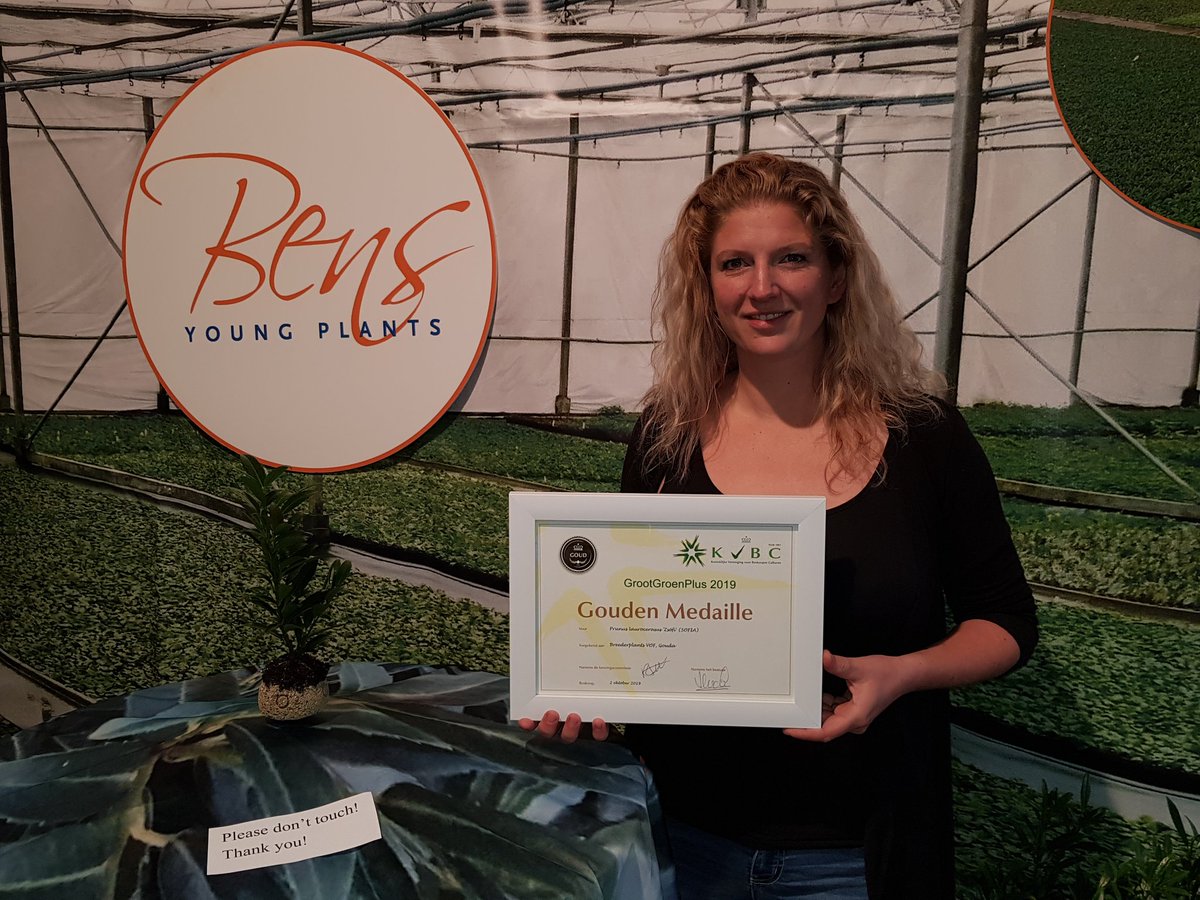 A Gold Medal for Bens Young Plants at GrootGroenPlus with the Prunuslaurocerasus Zsofia, bred by Breeder Plants VOF. <a href="/grootgroenplus/">grootgroenplus</a>