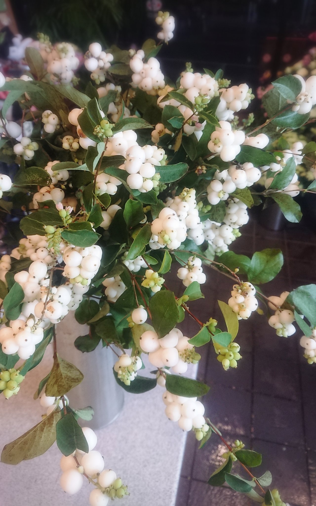 みどりや店長 仙台花屋 店長の気まぐれお花紹介 W O シンフォリカルポス ｾｯｺｳﾎﾞｸ O 彡 花言葉は いつまでも献身的に 可愛いetc お花屋さんでよく見るこのぷくぷくした白いところは実です お花は小さい鈴蘭のような可愛らしい形状なんです