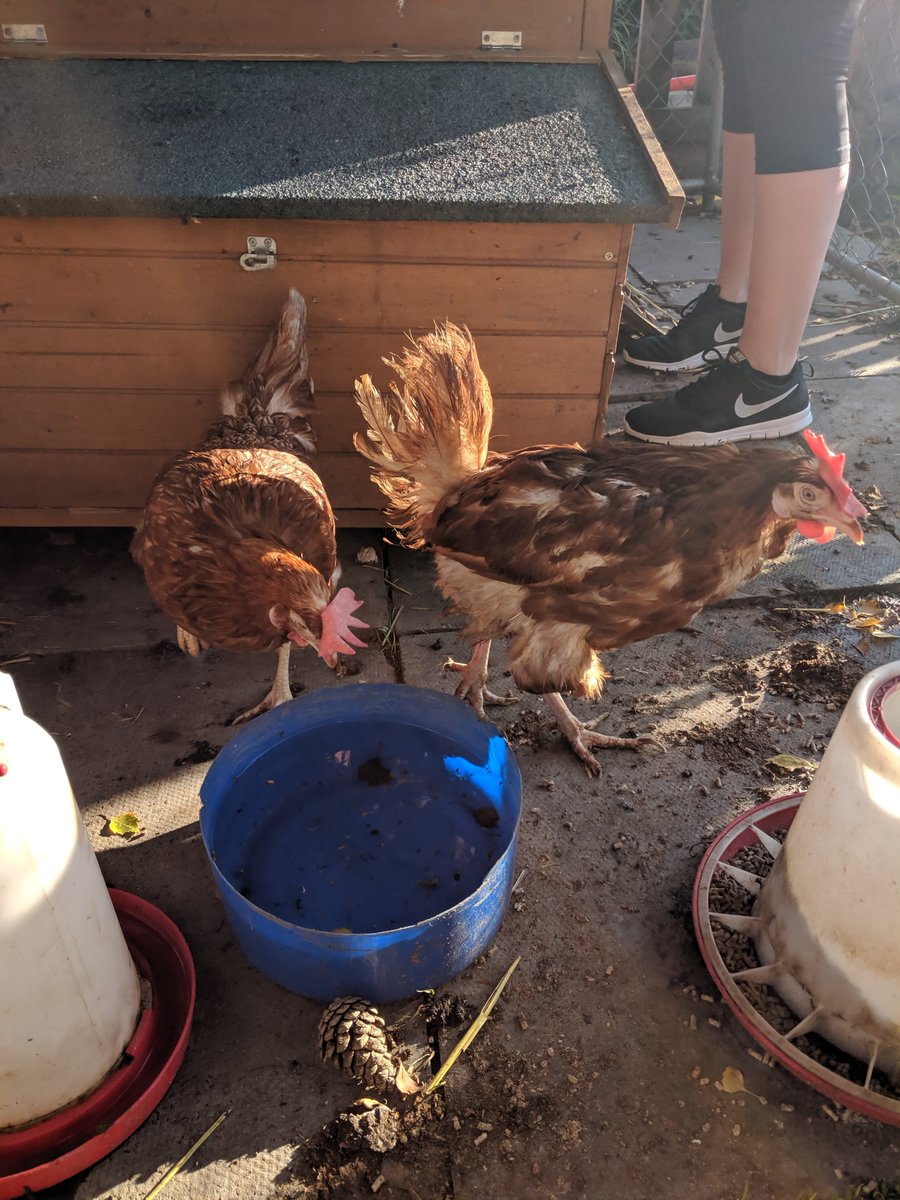 EmJaneHill's tweet photo. Welcome to our two new rescue chickens! Any donations of cat biscuits welcomed (this will help their feathers grow back). We are also looking for some name suggestions. Any ideas? @parsonstreet https://t.co/SzdjIaB85X