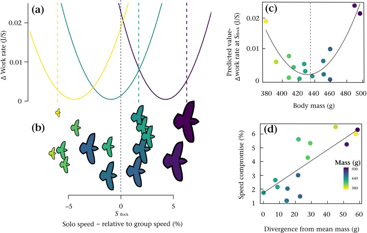 Speed consensus is overlooked in collective decision making! We investigate in our fave flockers, Pigeus pigeonus (not technical name). Check it out in Anim. Behav. sciencedirect.com/science/articl….  Huge thanks to @sjportugal1979, @dora_biro_ , @ELCShepard for the collective effort. Yay!