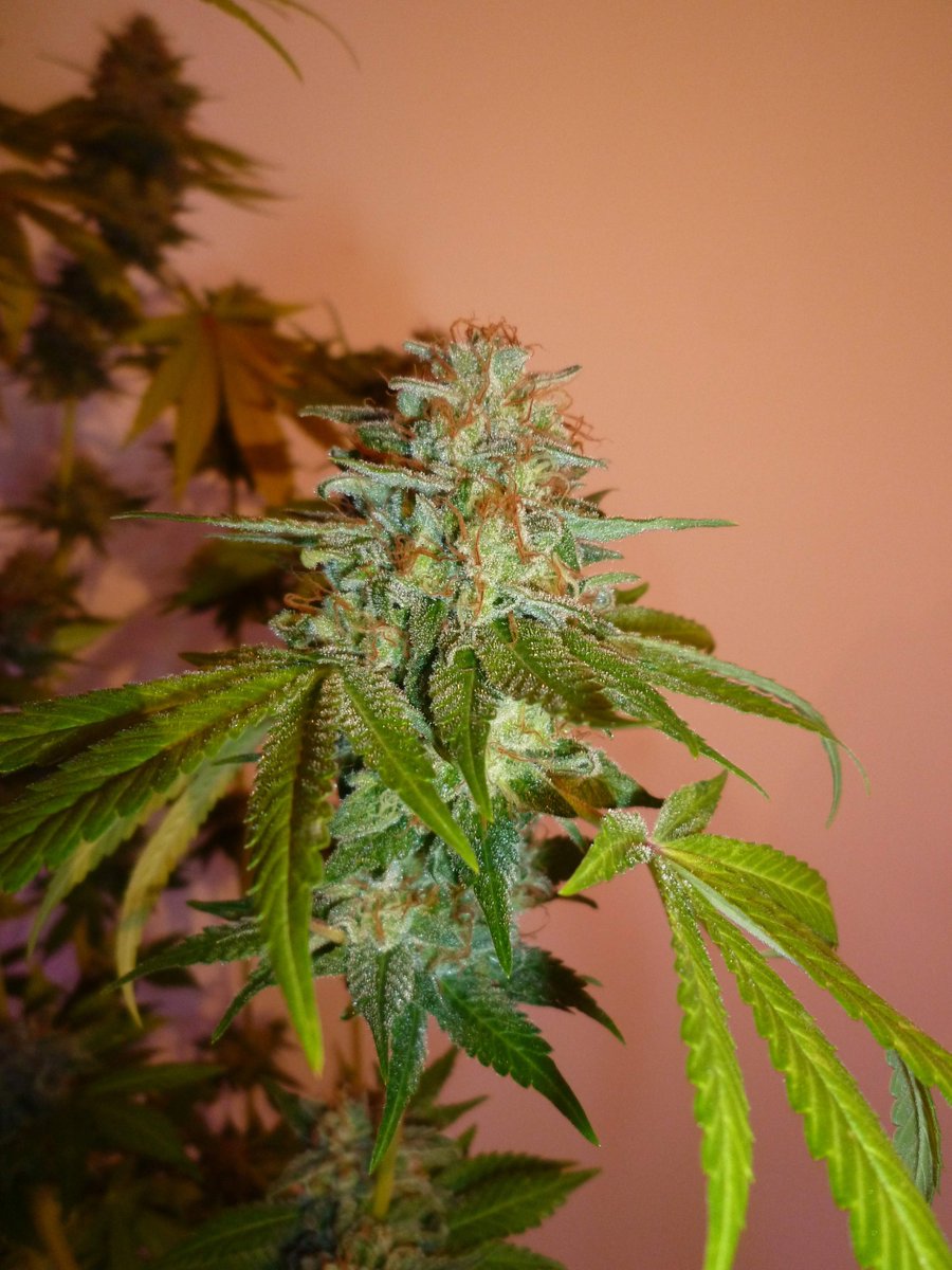 StephandjoG's tweet photo. #sourmelon from Mantis Genetics
(Sour OG x Lucille's OG S1)
Flo Day 63.
she still needs a few days to be on top ππ
Full diary : https://t.co/GeU2K3oeOI
#growdiaries #growdiary #mantisgenetics #growyourown #ledgrowlight https://t.co/sXAVXayeeV