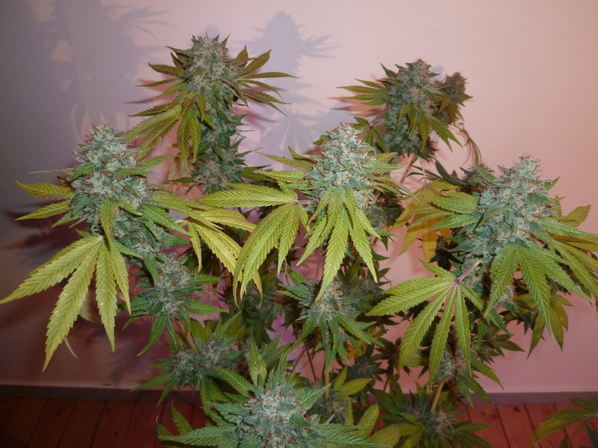 StephandjoG's tweet photo. #sourmelon from Mantis Genetics
(Sour OG x Lucille's OG S1)
Flo Day 63.
she still needs a few days to be on top ππ
Full diary : https://t.co/GeU2K3oeOI
#growdiaries #growdiary #mantisgenetics #growyourown #ledgrowlight https://t.co/sXAVXayeeV