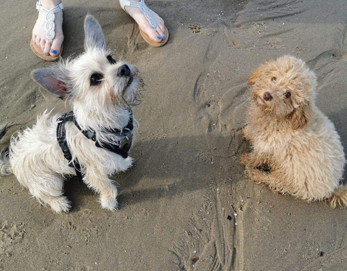 ElenaProbert1's tweet photo. @FoodsOscar @cardiffdevils Buddy and Cooper would love to win some tickets! Can they come and watch the game too?! 😁🐶🐕🏒😈 https://t.co/UXRFoqG0Xl