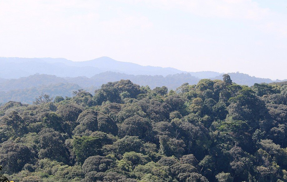 REMA_Rwanda's tweet photo. Rehabilitation of Gishwati – Mukura National Park: A great milestone demonstrating #Rwanda’s commitment to conservation &amp; protection of environment - Min @Vbiruta  read more here https://t.co/7cMZW2HyAO https://t.co/jidojQj67t
