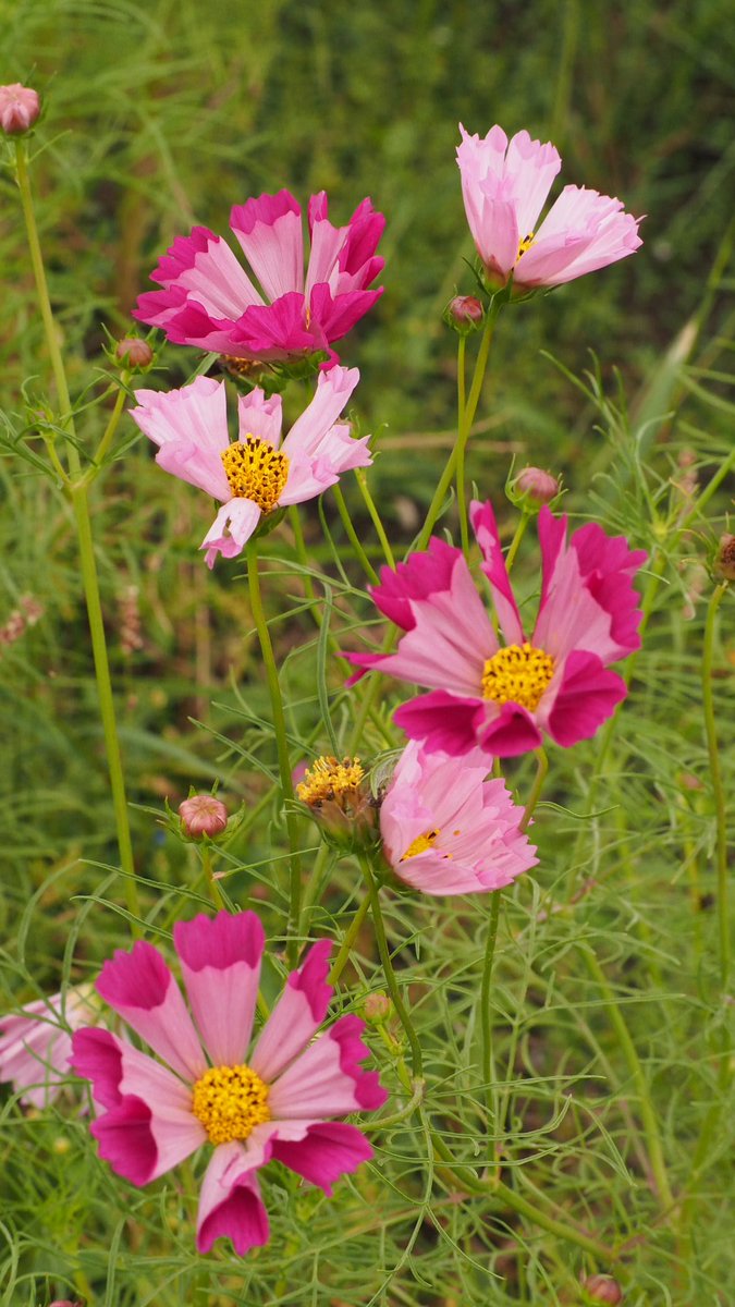 亀岡夢コスモス園 Twitter Search