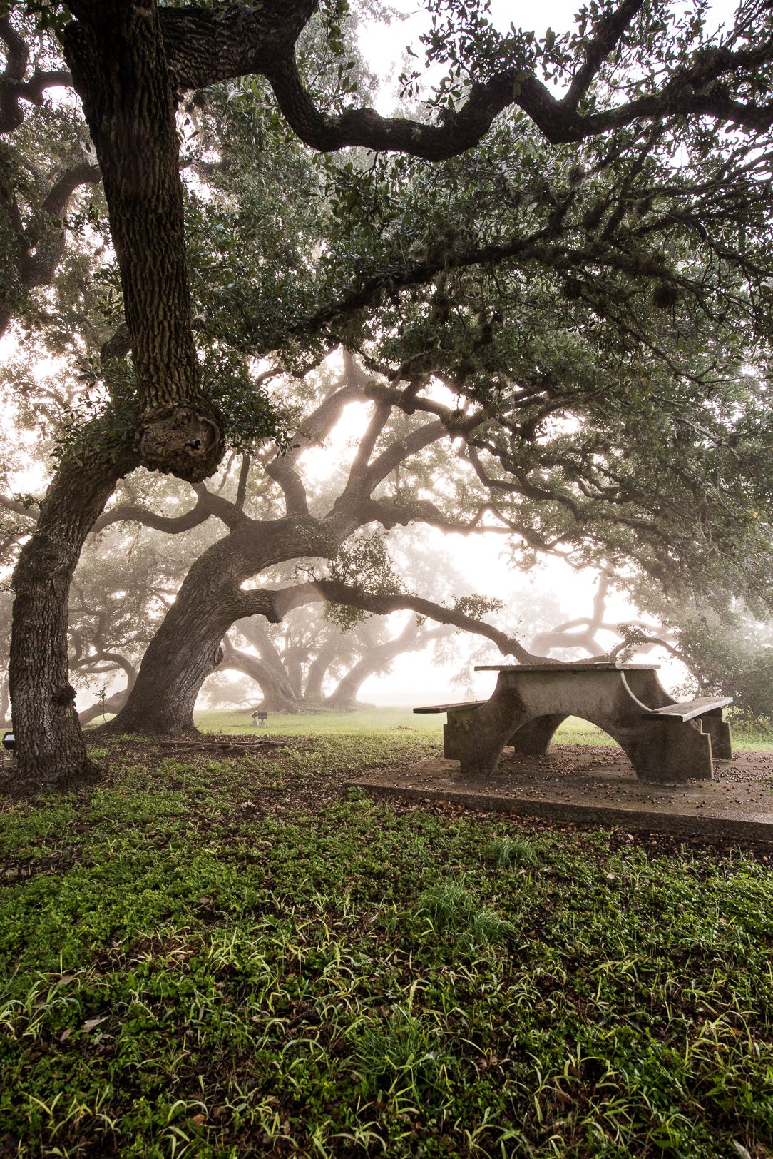 VisitBrenhamTexas on Twitter "The first foggy morning of the season