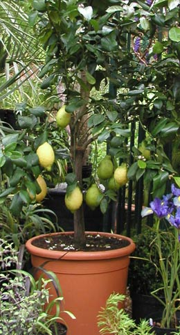 hydrospike's tweet image. RT @ThePeterBelton: Check out my top tips for growing #CitrusTrees , head over to ➡️ bit.ly/citrustreeguide
#GrowingGuide #GardeningTips #GardeningAdvice #garden #Gardening