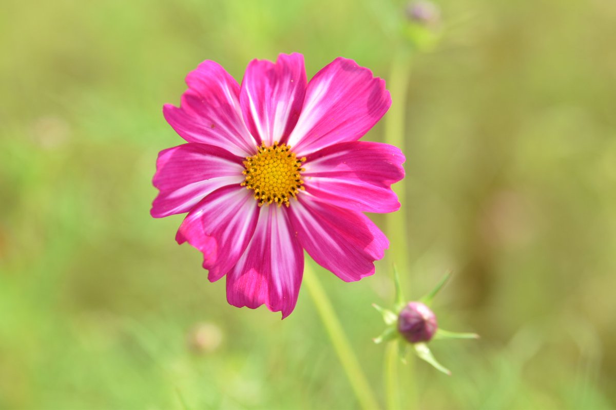 はた パークに咲き始め 花 秋桜 コスモス 有田川 和歌山 鷲ヶ峰コスモスパーク Hanamap Flowers Nikond5500 はた パークに咲き始め 花 秋桜 コスモス 有田川 和歌山 鷲ヶ峰コスモスパーク Hanamap Flowers Nikond5500
