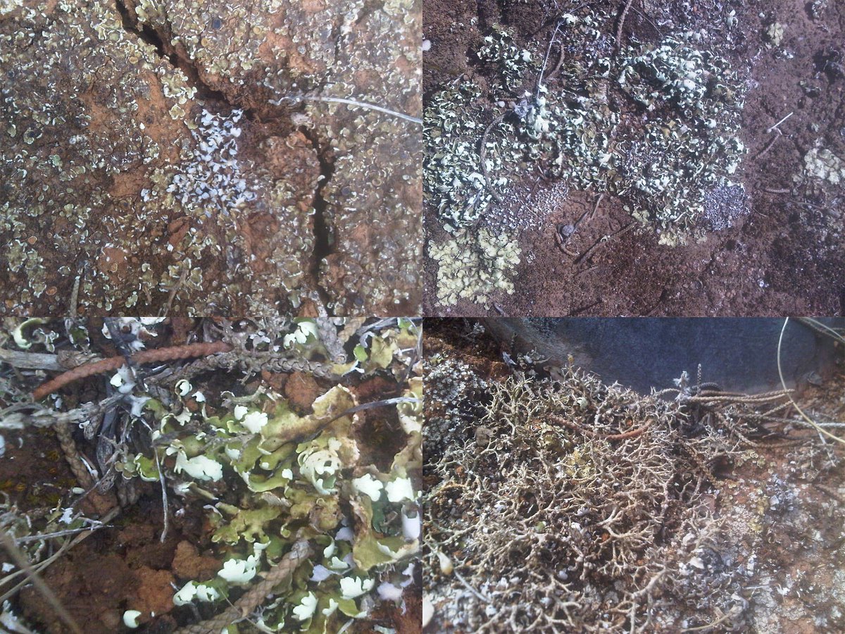 CE3CResearch's tweet photo. Do you know the @MedNChange project? Its goal is to study the soil biocrust - #lichens, #mosses &amp; #cyanobacteria - to assess the consequences of #GlobalChange in #Mediterranean #ecosystems. https://t.co/3vctjnkhOY
