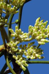 arbolespe's tweet photo. #Mapati  (Pourouma cecropiifolia) # Uvilla #Caimaron
Familia Urticaceae, árbol alto y de tronco cilíndrico, corteza gris con anillos, hojas alternas y lobuladas, flores blancas dioicas, fruto ovoide, drupaceo. de cáscara verde  y la pulpa es blancuzca, dulce y jugosa https://t.co/eMtTjPLQZx