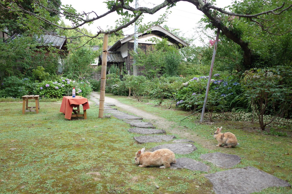 青葉半島 僕が佐渡ヶ島に行った理由はこれ見たかったんです 長谷寺の巨大うさぎ像 作った人アホでしょ お寺の境内にあるんですよ いやー見れて良かったなあ 翌日宗教勧誘受けてワイ死亡 ちなみに境内ではうさぎが放し飼いされてるので