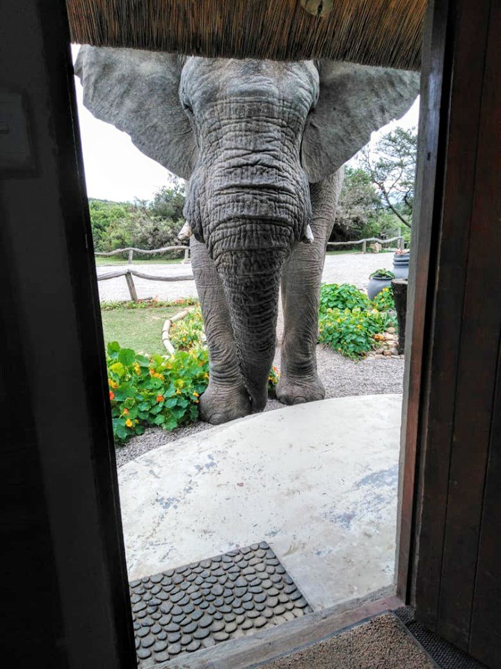 Bukelagamelodge's tweet photo. This big guy popped by to say hi at check-in time. As with all of our guests, he was met with a warm Bukela welcome.

#helloyou #welcomevisitor #onlyinafrica #big5safari

https://t.co/NxPFUb5nI6 https://t.co/DTAYcMNwoB