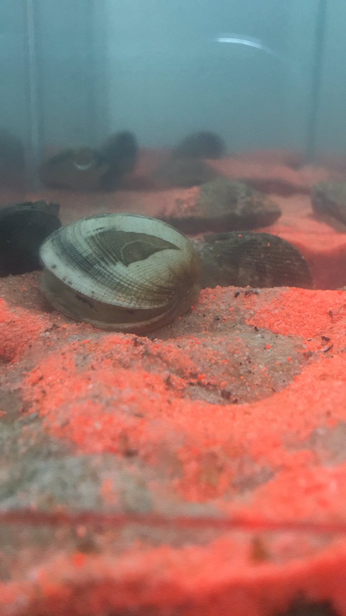 How does colorful sand help understanding key biological processes in marine ecosystems? #danielcrespo #cfe #biologicalinvasions #bivalves