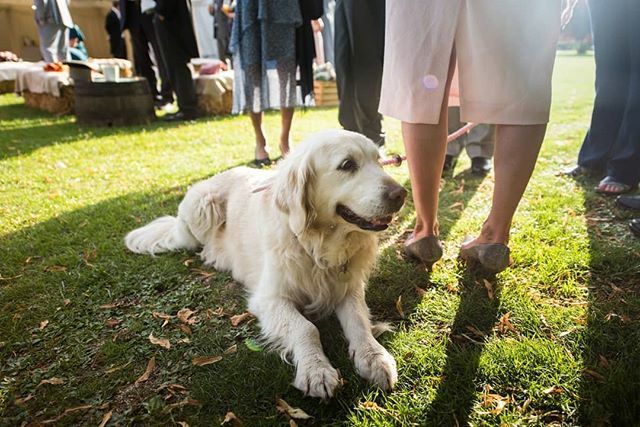 Cos all the family should be with you on the most special days!
.
.
.
#londonweddingphotographer #weddinginspo #relaxedweddingphotography #essexweddingphotographer #essexweddingphotography #furbaby #Nikon #weddingday #dogsatweddings ift.tt/2nHPhA4