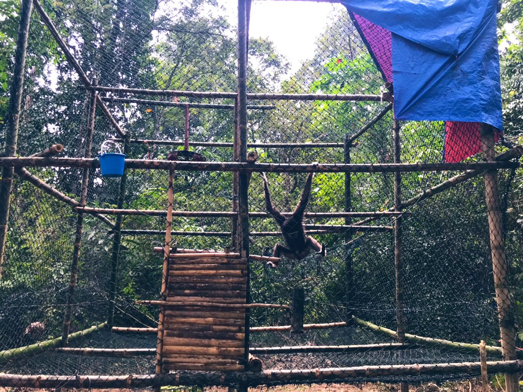 afizarahman95's tweet image. From his old sad condition, to a new brighter home. Dexter, i hope you will have better life here. We all will take care of you, making sure you get the life you deserve ❤️#GibbonRehabilitationProject #GPSM 

Photo credit: Jacob Emerson, GReP Volunteer 😚