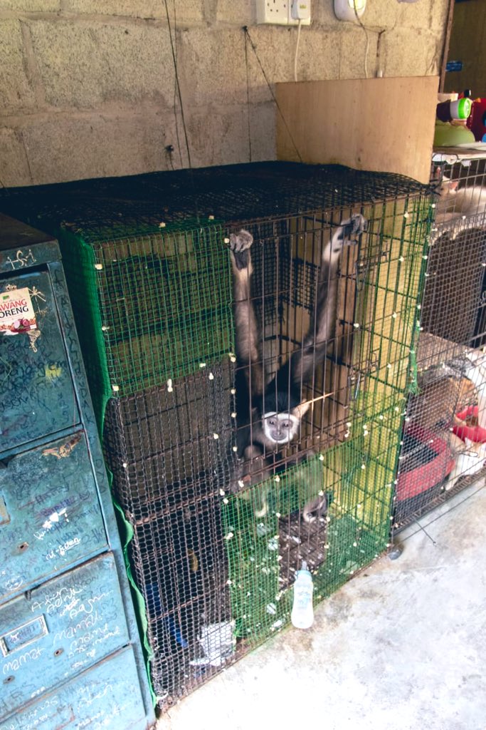 afizarahman95's tweet image. From his old sad condition, to a new brighter home. Dexter, i hope you will have better life here. We all will take care of you, making sure you get the life you deserve ❤️#GibbonRehabilitationProject #GPSM 

Photo credit: Jacob Emerson, GReP Volunteer 😚