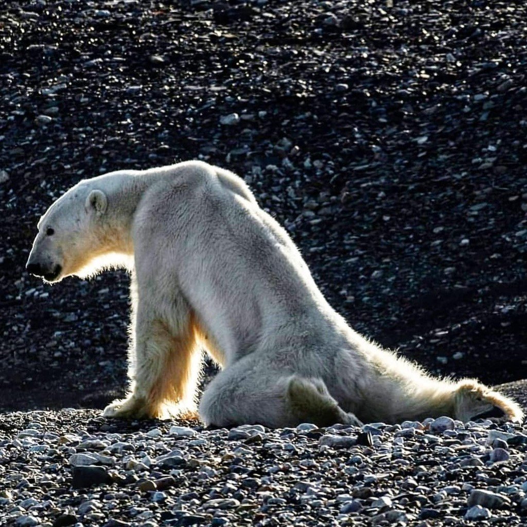 vgreenthumbs's tweet photo. Reposted from @1planet1home (@get_regrann) - 😭💔💔 What have we done? Just in 10 year, we have killed over millions of lives. No matter how successful we are now, we should be ashamed of ourselves for not being able to let lives on this planet to live as they meant to be. As a… https://t.co/nVZwHmeSdJ