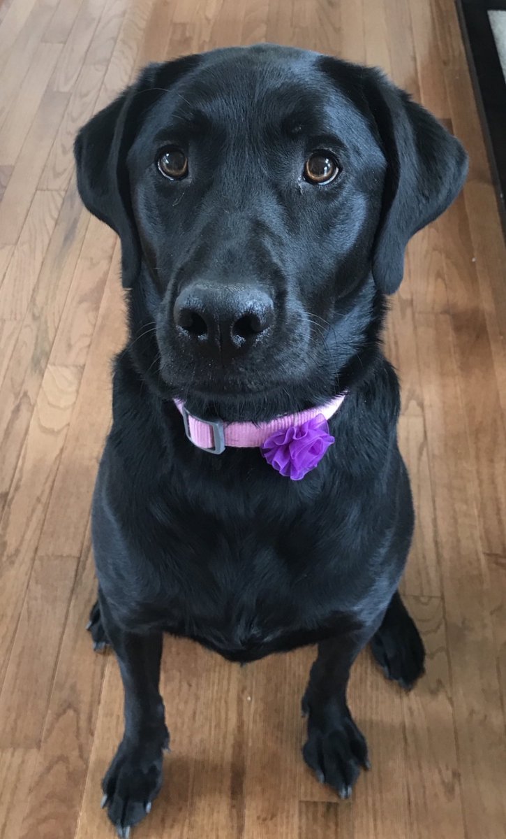 Danielle Belardo, MD tweet media