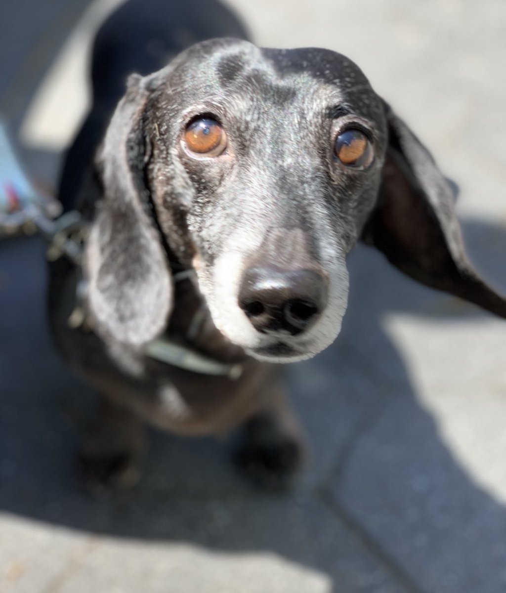 Danielle Belardo, MD tweet media