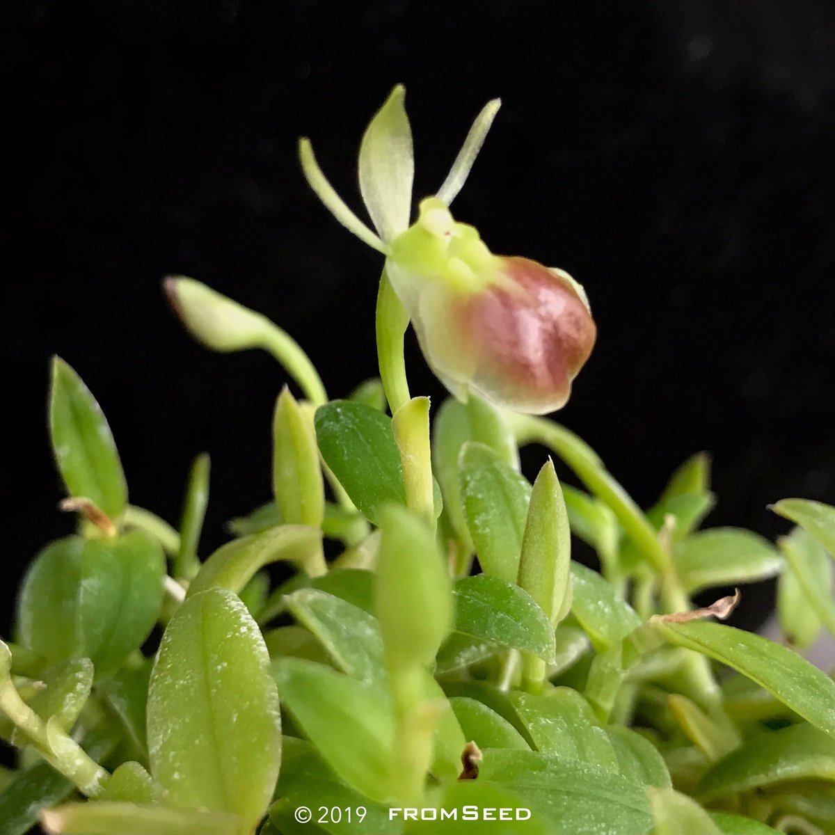 fromSeed's tweet photo. #BloomingToday
#本日開花

Epidendrum porpax

#orchid #flower #epidendrum #porpax #epidendrum_porpax #orchidinbloom #orchidflower #orchidshare #fromseed https://t.co/XUkwSV47du