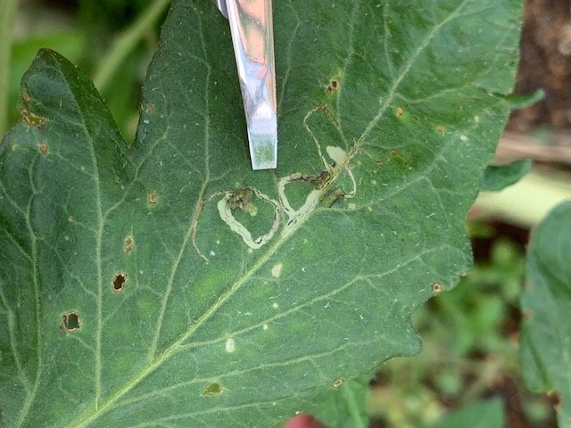 紅 三十郎 害虫を駆除するツール シリコントングで虫を素早く駆除 指で強くつかむと つぶれてしまう青虫も大丈夫 トゲぬきでハモグリバエ エカキムシ をピンポイントで駆除 葉っぱが切れるのを最小限に出来ます タバコガ幼虫が葉を食害 困る