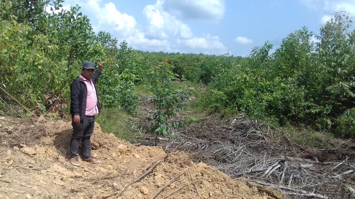 Darto_View's tweet image. #IniTanahKita
@wriindonesia
Hutan ku gersang tergusur eucalyptus.
Tanah kelahiran ku tak bisa kutanami sayur mayur.
Asap kebakaran mnjadi buah musiman di tanah kelahiran ku.
Ooh MHP.

Tapal batas desa ex Trans HTI mesti di perjelas biar tdk ada perampasan trhadap lahan masyarakat