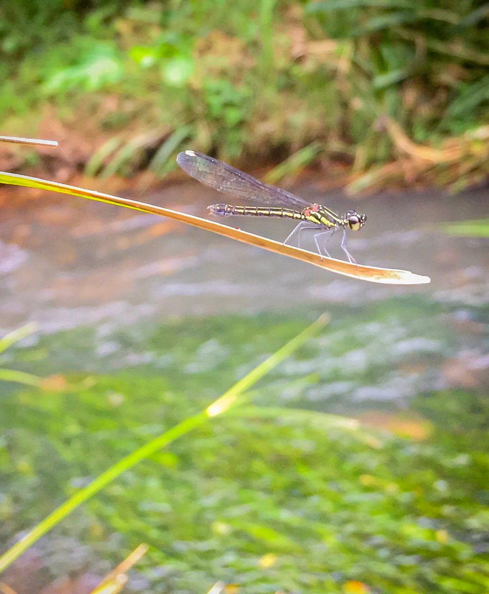 WildlifeLk's tweet photo. #endemic #damselflies in Sri Lanka. #GreensGem male and female. #dragonflies #wildlifephotography #wildlifephotolk #wildlifephototours #nature #travel #insects #wildlifephoto #SriLankanwildlife #tailormadetrips #talktous https://t.co/q4xjeuBDem