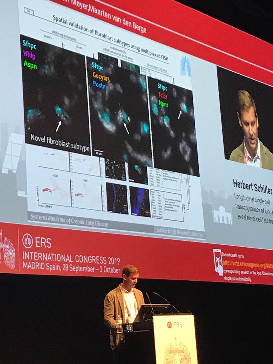 MC_Nawijn's tweet image. Herbert leading the way with spatial mapping of scRNAseq data onto the tissue - in mouse #ERS2019 @humancellatlas #lungcellatlas @EuroRespSoc @ATS_GG