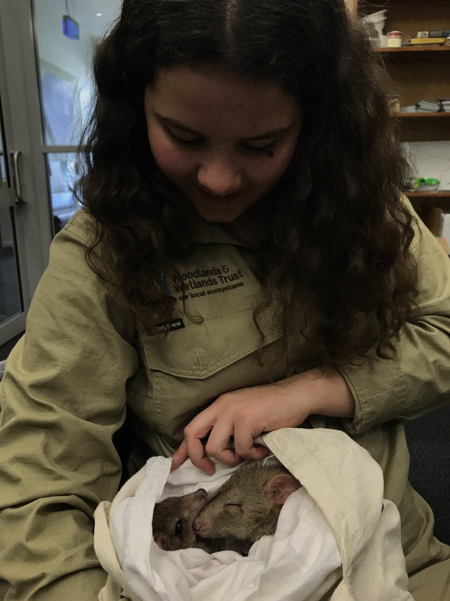 wiradjuridhani's tweet photo. Double cuteness at the office π
Cuddles with our Eastern Bettong ambassadors @mulligansflat #saynotoextinction #caringforcountry https://t.co/RV13dJYQFT