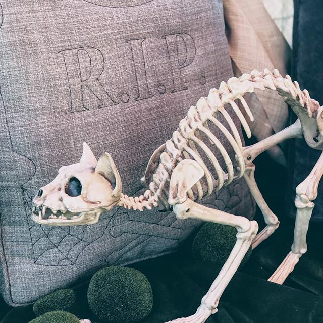 just your classic picture of a three legged skeleton cat hanging out in front of a quilted tombstone pillow.
.
Pattern in my shop! .
#halloweensewing #halloween🎃 #diyhalloween #spookysewing #halloweenpillow #halloweenpillows #sewspooky #halloweenpatt… ift.tt/2nDhckX