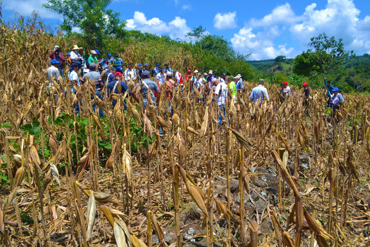 UNAnicaragua's tweet photo. Al igual que #DonEmilioHernández, #Productor jinotegano, nuestros #Estudiantes de #RecursosNaturales aprenden a #Proteger , #Conservar y #Restaurar el recurso #Suelo y #Agua .
¡#PreMatriculas2020 a partir del #15DeOctubre2019!
Más información aquí: 👉https://t.co/t98LZAn0Jc https://t.co/3cnGIYXpoP