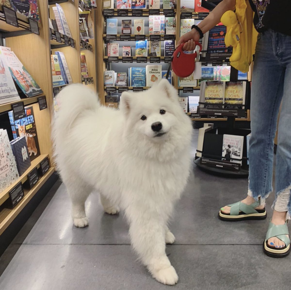 dog_rates's tweet image. This is Happy. She’s here to promote her new book: Cloudy with a Chance of Tippy Taps. First 50 sold come with a pawtograph. 13/10 already preordered