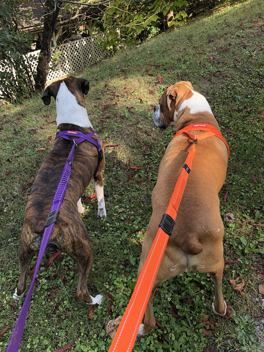 boxersnbriefs2's tweet photo. #morningwalk I spy a black cat... lets drag mom over the bank to see where it went #stayonthepath
#bellaandbaileyadventures #boxertales #boxerbuddies #boxerdogs #myboxerlife #WednesdayThoughts https://t.co/y29X8V64hX