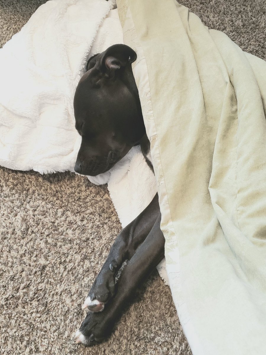 GottaSaveEmAll's tweet photo. It is a tough gig being a Work From Home office dog. Clearly. (And yes #GasHank tucks himself in like that). #DerpyDoggo #HouseHippo #PitMix #WFHLife https://t.co/WPklfd4sWA