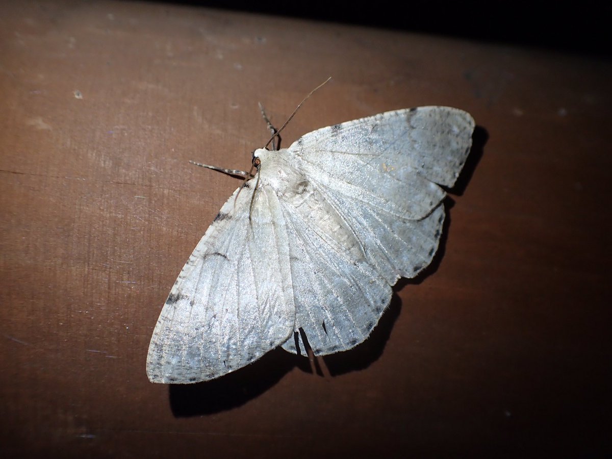 bucephar's tweet image. よくわからないガーメイル