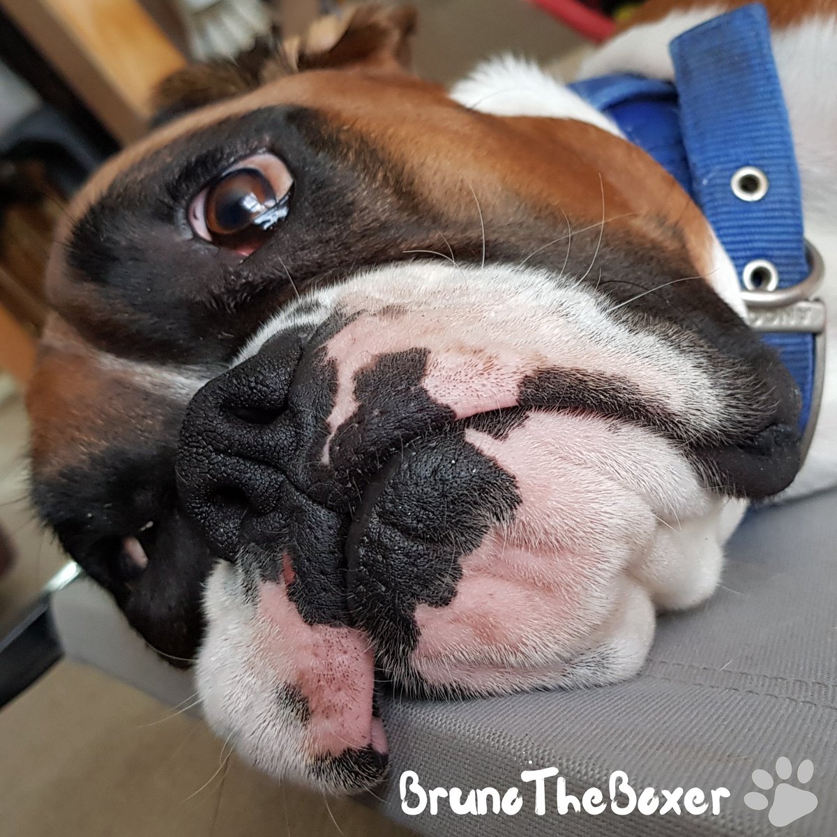 BoxerBruno24's tweet photo. It's been raining cats and dogs outside the last couple of days which means one thing.....💩 strike! 😂
•
•
•
•
•
•
•
#boxerdogs #puppy #boxerdogcentral#boxeraddict #boxerlove #cuteboxer #boxernation#BoxerBuddies #instaboxer #instadog #lovedogs#boxergram #boxerclub https://t.co/BEgiZHQWOg