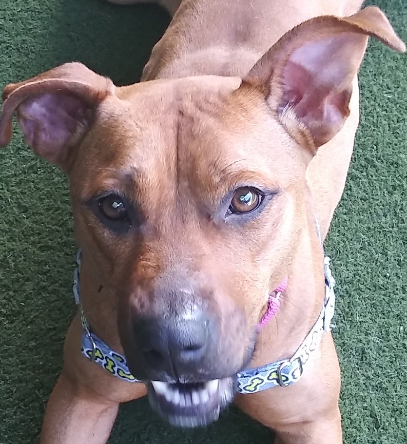 spcafl's tweet image. I have a lot of energy. I think I'd be pawsome at dog sports, or with someone who would teach me things. Tennisballs are one of my favorite things, but you have to know I might not bring it back. If you throw it and I get it, it's obviously mine! T
/Emma
 
#Lakeland #EnergeticDog