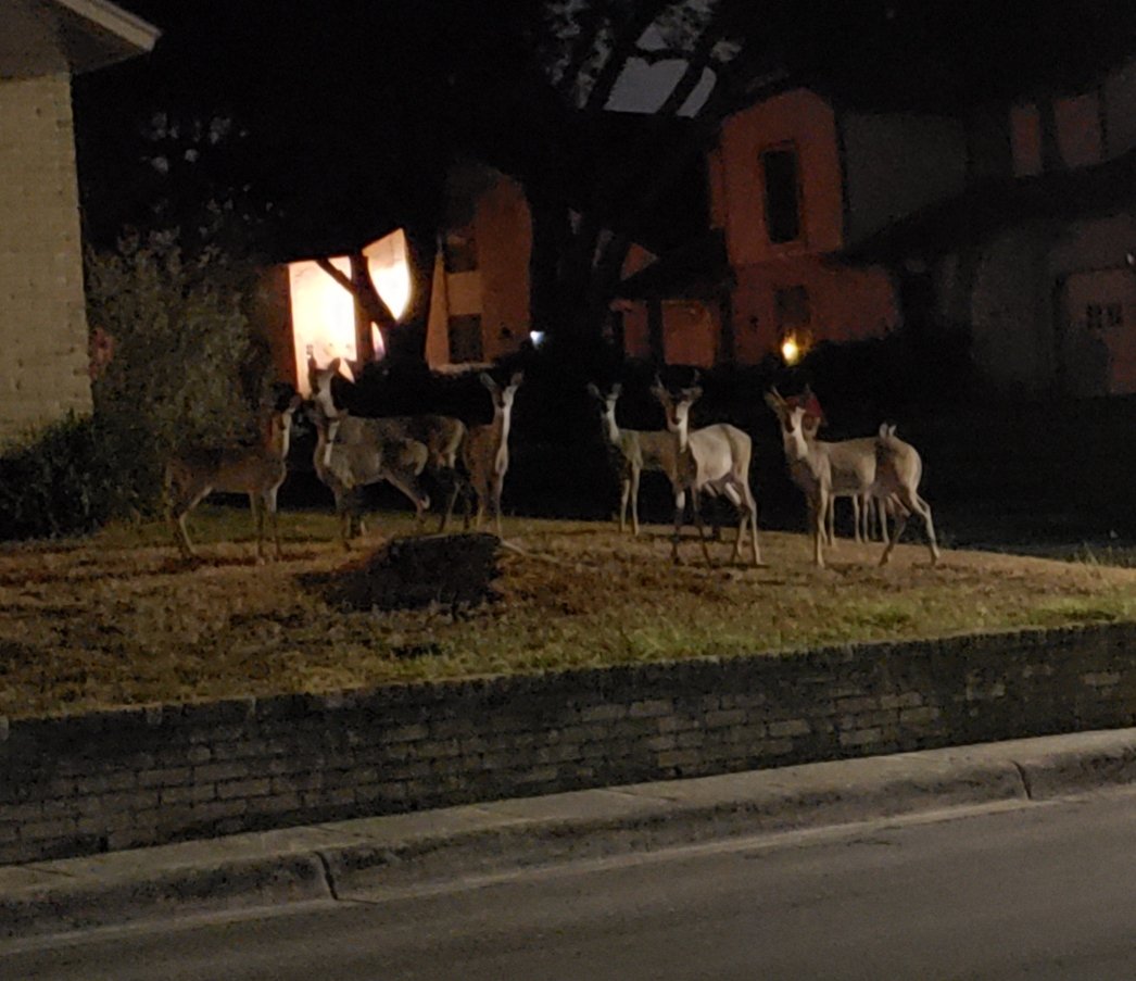 CoachGB213's tweet photo. Just on my usual morning run and ran into these Bullies... Won't let me cross the Street!! #NeighborWatch #CornerHerdGang https://t.co/QPqphEloxc