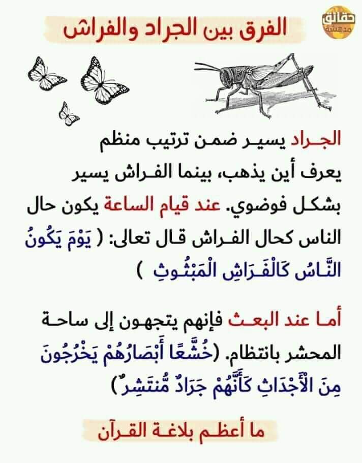 #جامعه_الاميره_نوره