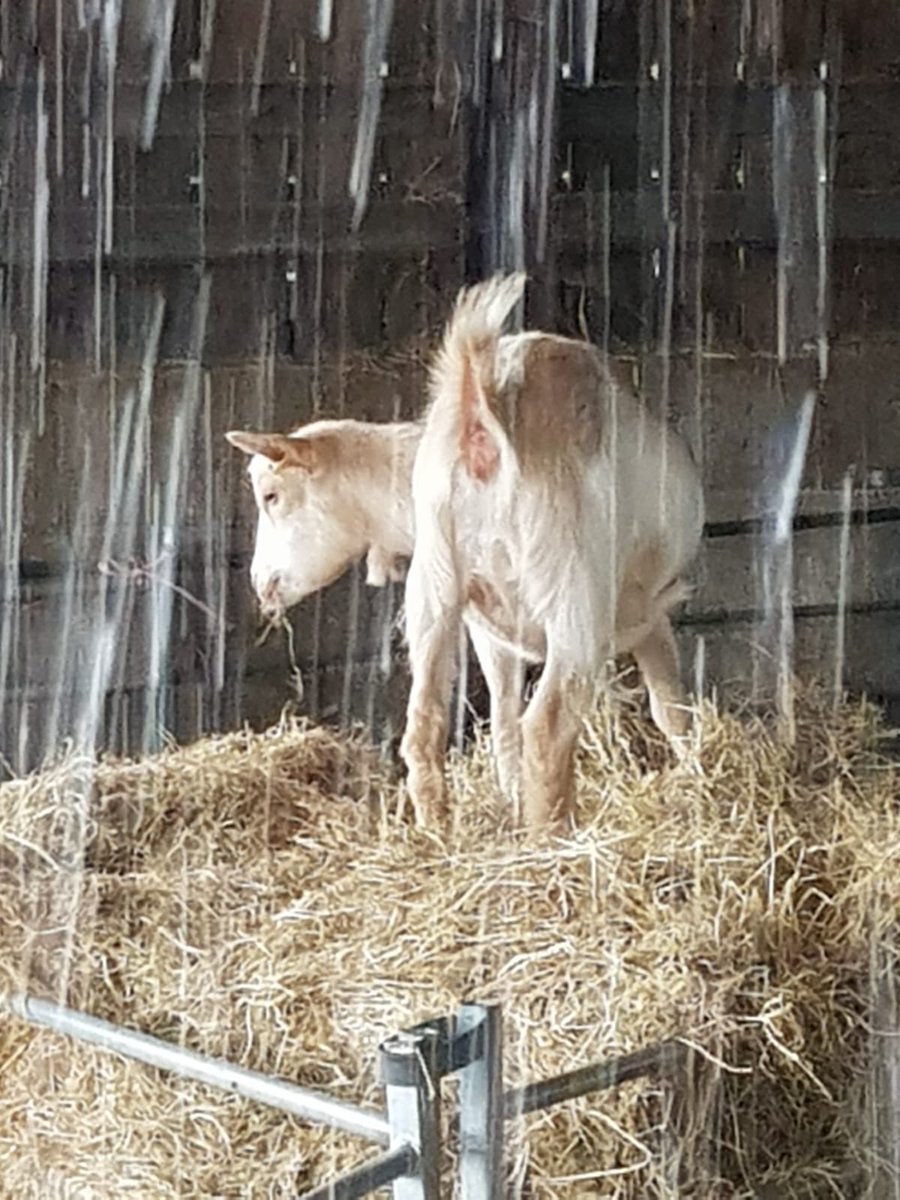 MillersArk's tweet photo. Clear up after yesterday ready for open days this weekend for all ages #rainydays #cutebabydonkeys #farmdayout #pigletstummytickles #kunekune #yummylunch @VisitHampshire @vipmumsndads @HantsTopDaysOut @BasGazette https://t.co/cPKmyS1Hmb