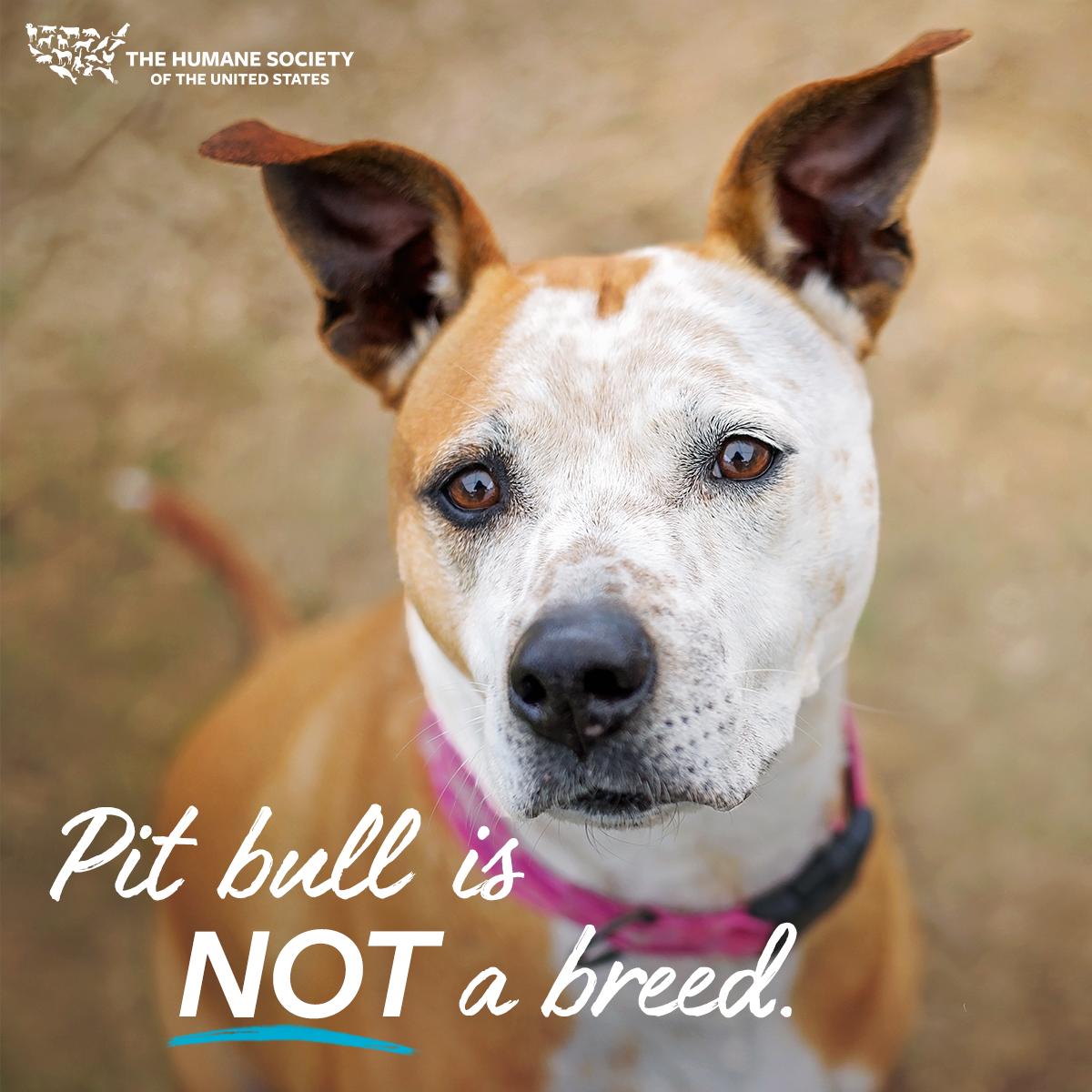 humaneworldorg's tweet photo. Breed-based policies are based on myths and misinformation, rather than science or credible data.
This National Pit Bull Awareness Month, learn the truth about breed bans and help your community become a place where dogs aren’t judged by their looks: https://t.co/lKSBKZPLOR https://t.co/X5XLMUXeKX