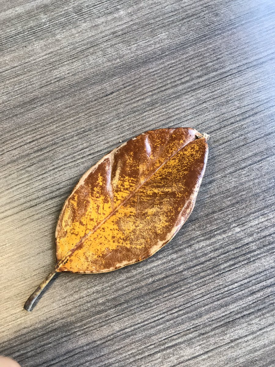 classieglassy's tweet photo. This little kid tried to pay for his parents’ beers with a leaf...so now I’m one leaf richer #wdwcastmember https://t.co/RfWXAGcs7U