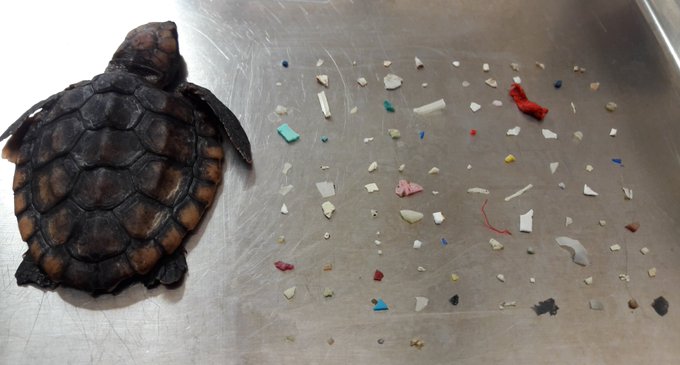 Small sea turtle on a table with tiny pieces of plastic next to it.