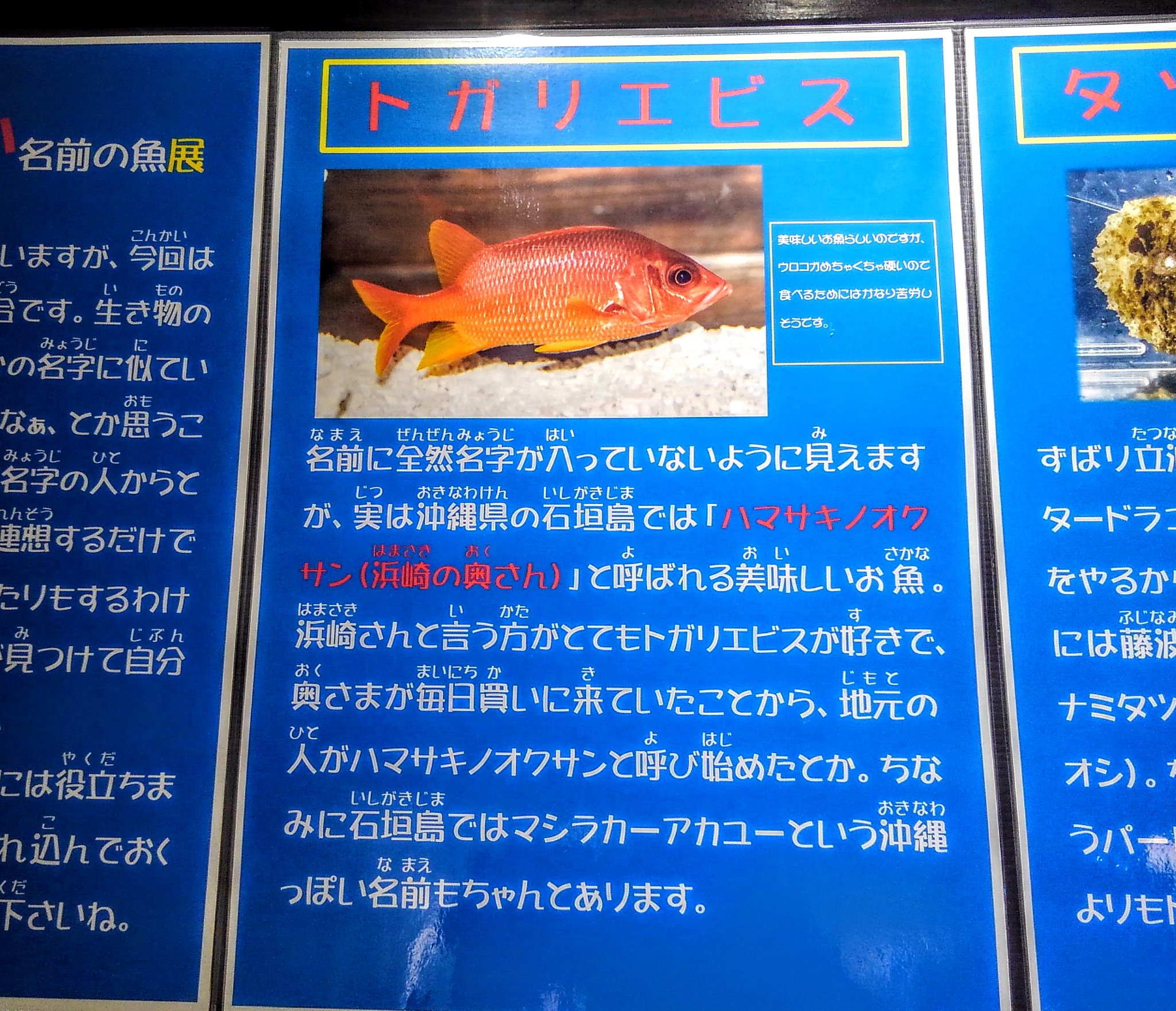 トガリエビス Twitter Search Twitter