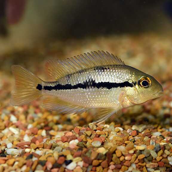 OmegaSeaLLC's tweet photo. The Macaw Nicaraguense Cichlid is a spectacularly colored New World Cichlid. They are omnivores and will eat most prepared and frozen foods, including Omega One Brine Shrimp and Omega One Cichlid Pellets. #omegaone #fishfeature https://t.co/8psbuNbYRq
