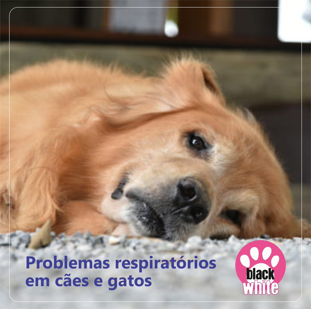 blackwhitepet's tweet photo. Em dias mais secos, os problemas respiratórios em cães e gatos são muito comuns. 

Como cuidar do seu pet para que ele não sofra nessa época?

Acesse e confira: https://t.co/jz4d251ioK

#blackwhitepet #hotelpetguarulhos  #banhoetosa #veterinarioguarulhos  #gripecanina https://t.co/k0plQZ9hhb