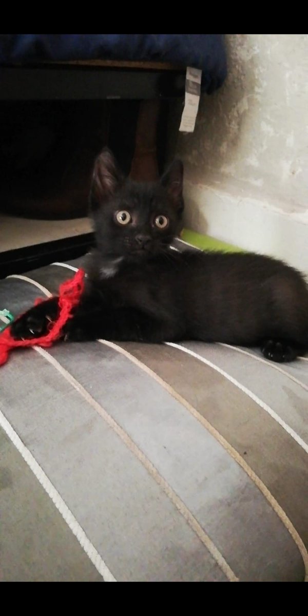 apaproyectogato's tweet photo. Estos hermanos fueron encontrados con unas semanas en un contenedor, su otro hermano ya fue adoptado, ahora les toca a ellos tener su hogar para siempre😊

#Gatos #Vigo #AdopcionResponsable #AdoptaNoCompres #catlovers #kittens #Gatitos #ProyectoGato https://t.co/V5Xh9ZmatX