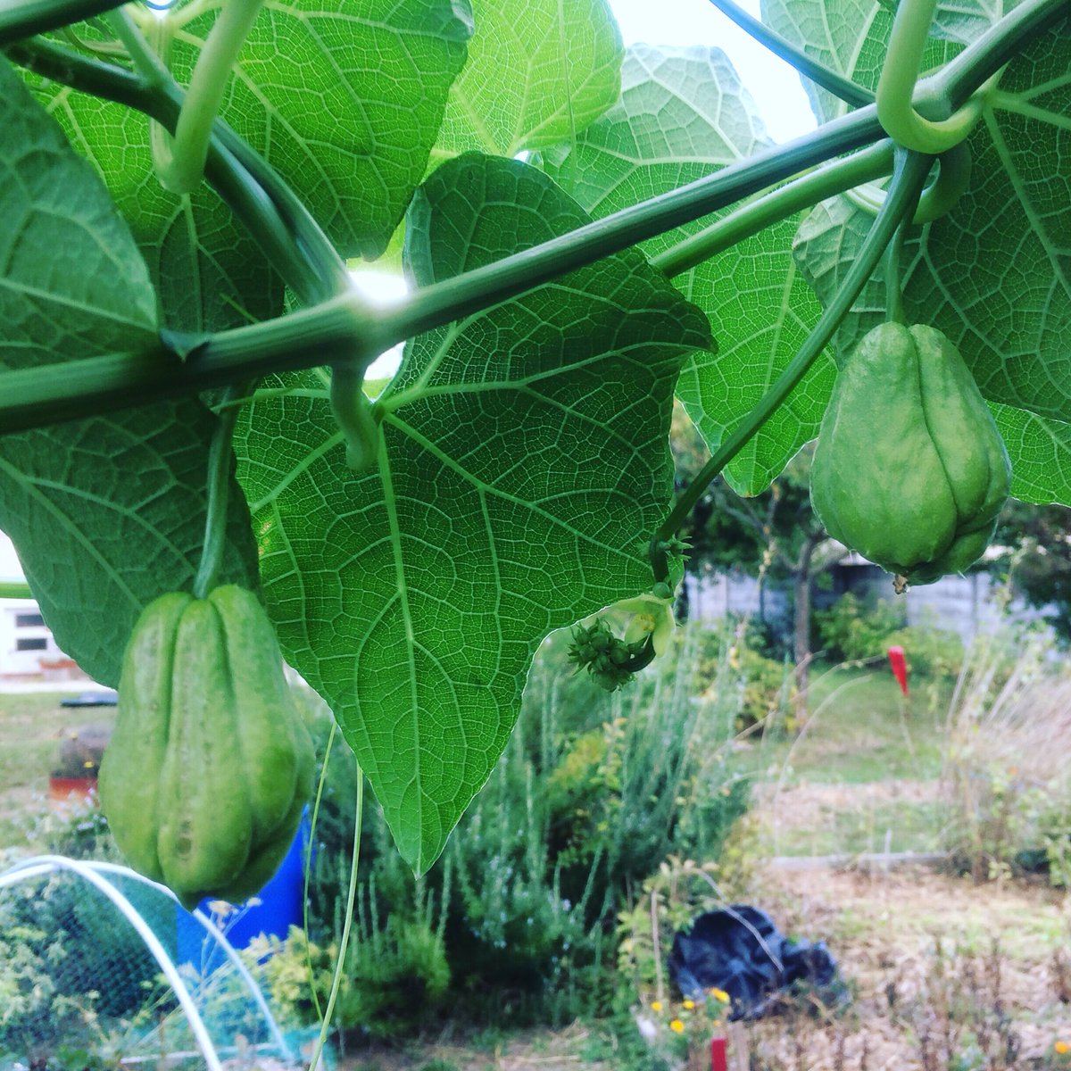 G27Marco's tweet photo. Les deux #chouchous #cristophines #chayottes les plus avancés au #jardin arriveront-ils à maturité ? Ils sont entourés et accompagnés par de nombreux bébés ! Mais le froid arrive ! https://t.co/eQF3KjTPsn
