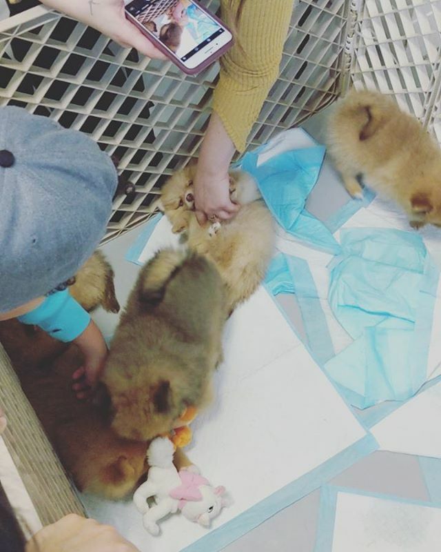 unifursity dog daycare