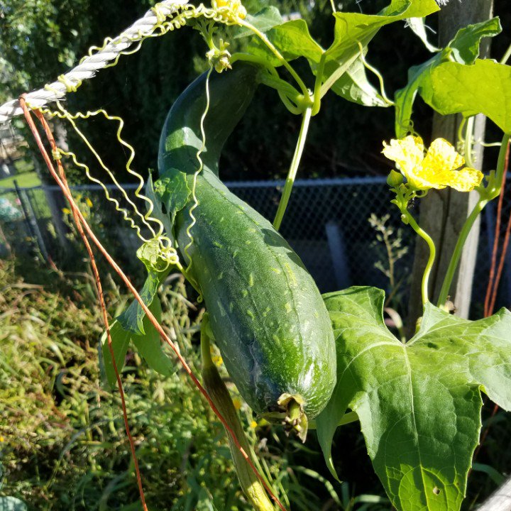 WIGardenMedia's tweet photo. What a #luffua one of several started from seed #indoors very early in #spring #wisconsin #garden #gardening #organic #grow #twvg #green #backyard #seedstart #zone5 https://t.co/hU2sZN446p